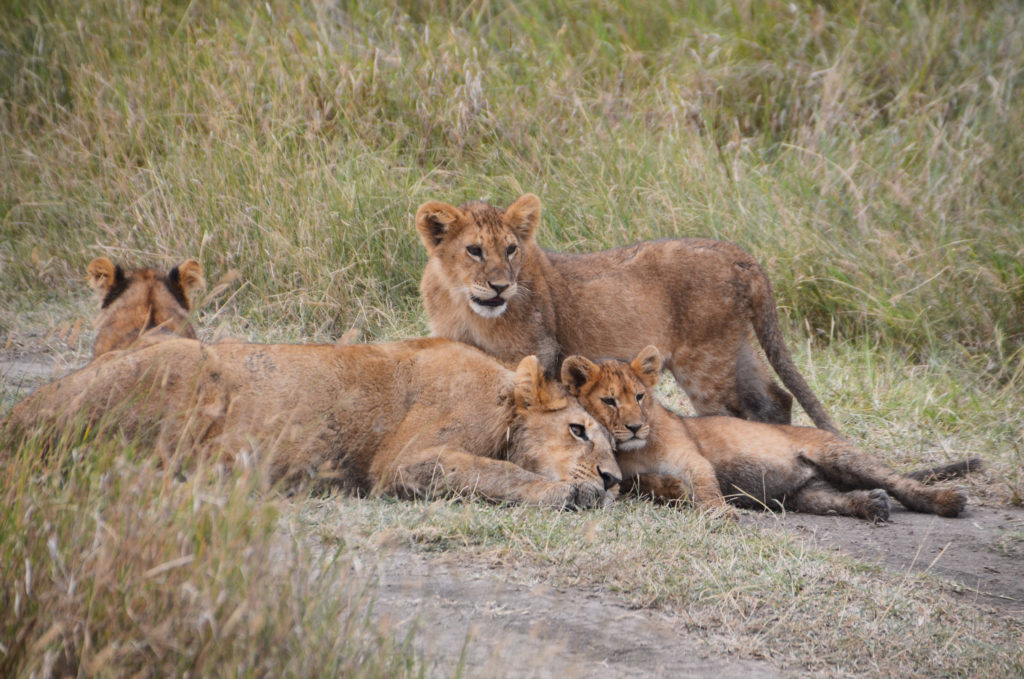 Tanzania // dreaming of a lion safari - Postcards from The Intrepid Soul